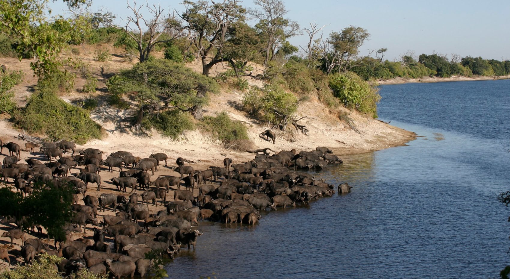Büffel im Chobe Fluss