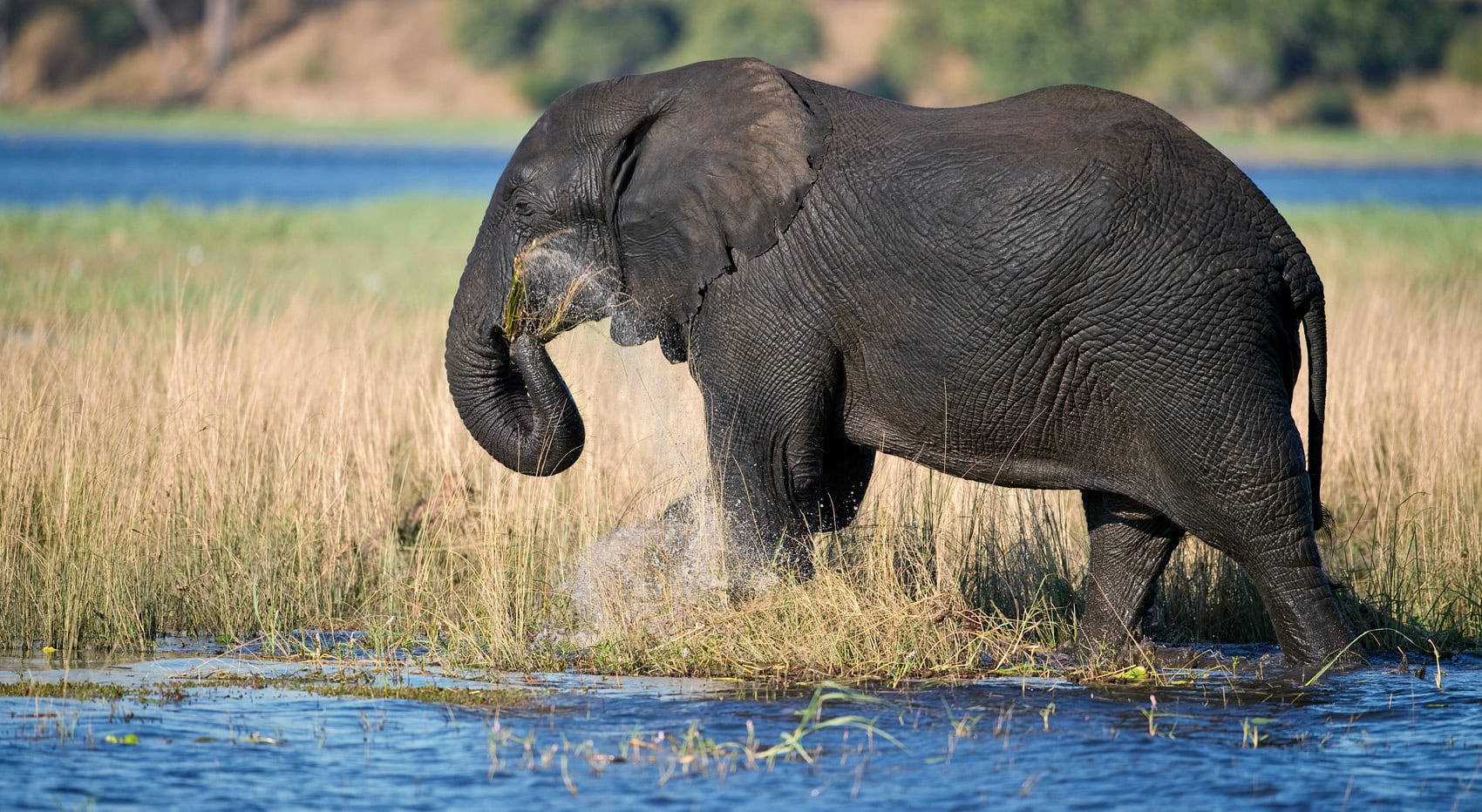 Ein Elefant im Chobe Fluss.