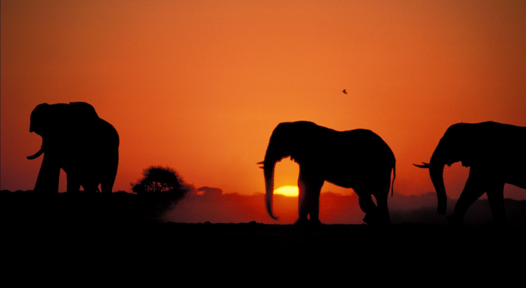 Elefanten bei Sonnenuntergang in Botswana