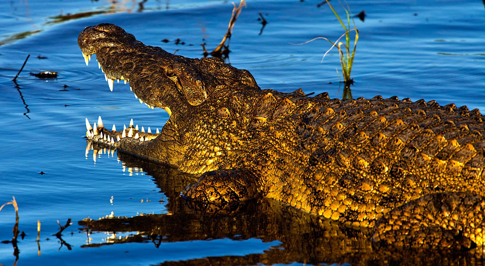 Ein Krokodil mit offenem Maul im wasser. 
