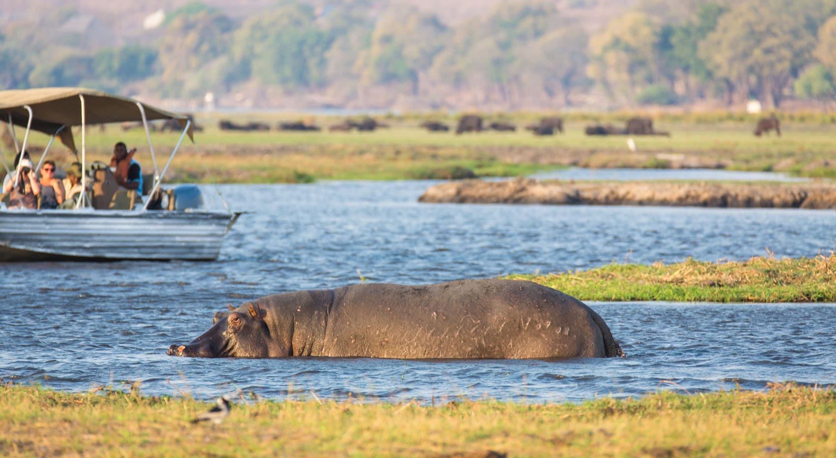 Ein Flusspferd im Chobe Fluss, mit Boot und Safari-Gästen im Hintergrund. 