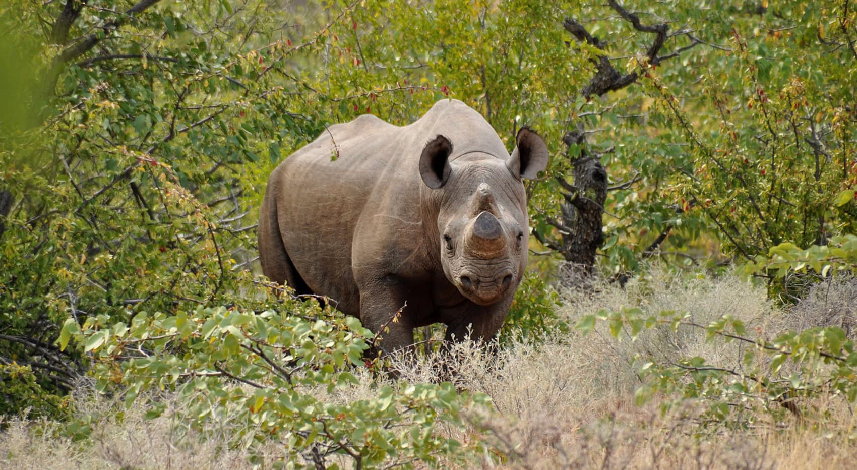 Ein Nashorn ohne Horn in Südafrika, eine Schutzmaßnahme gegen Nashorn-Wilderei.