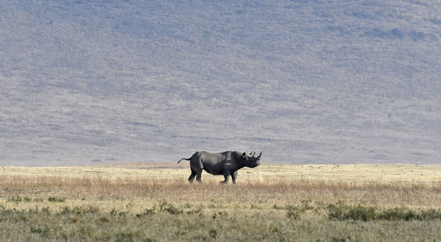 Ein Nashorn im Ngorongoro Krater.