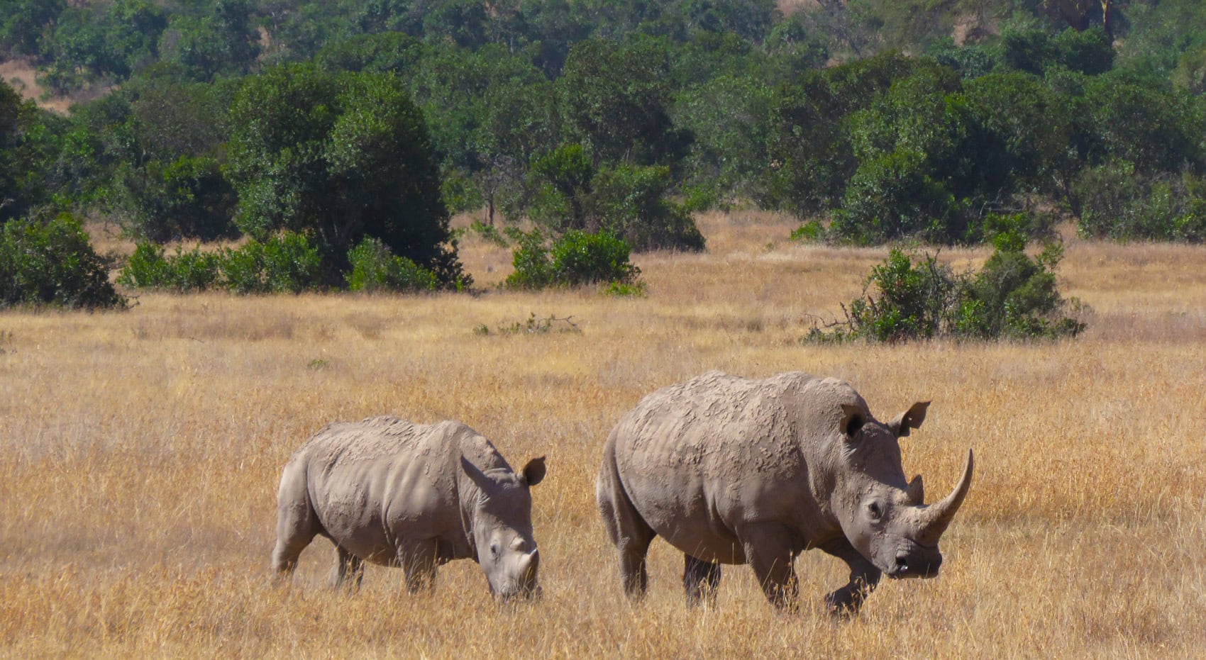 Eine Nashornmutter mit Jungtier in Ol Pejeta in Kenia.