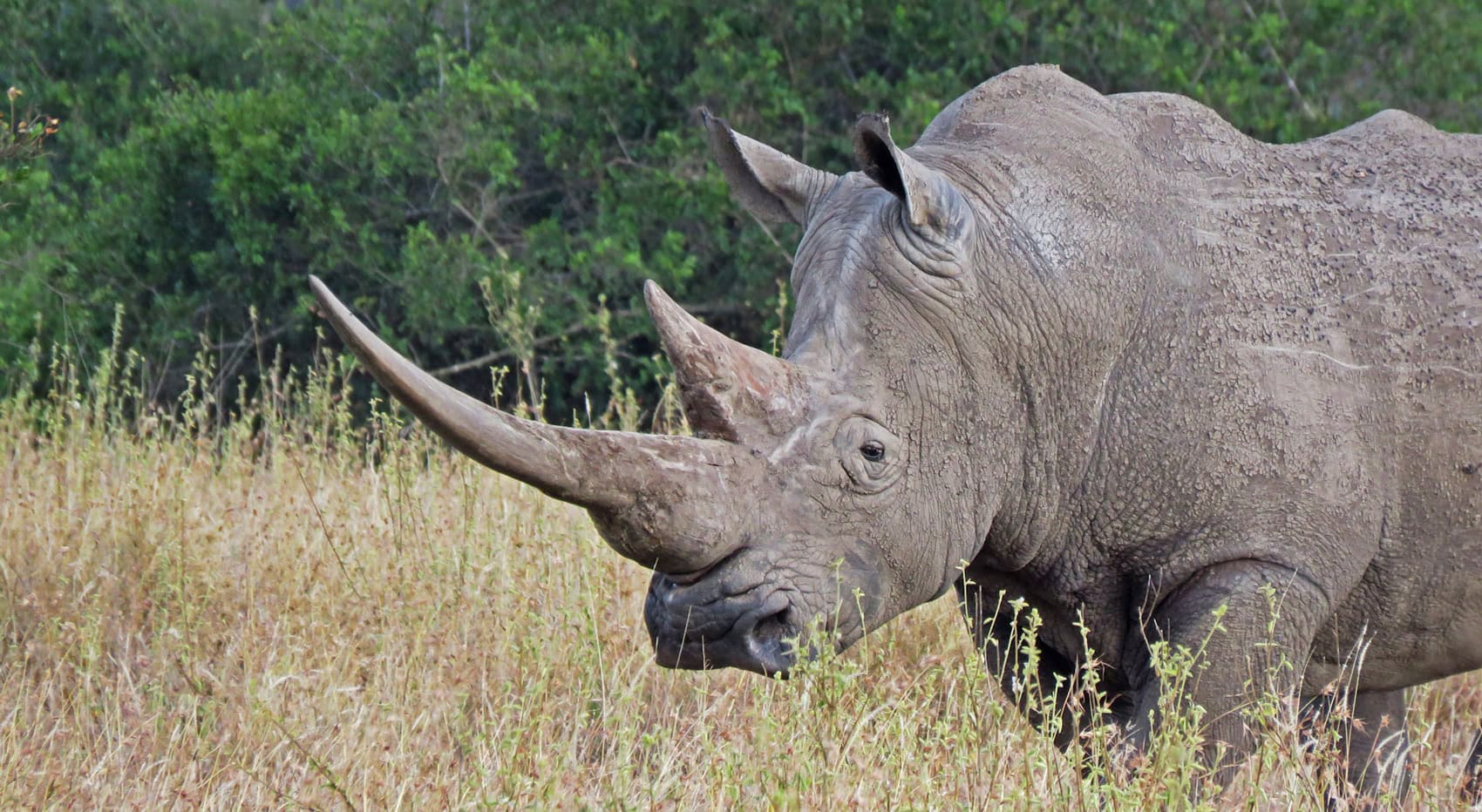 Ein Nashorn auf der Solio Ranch.