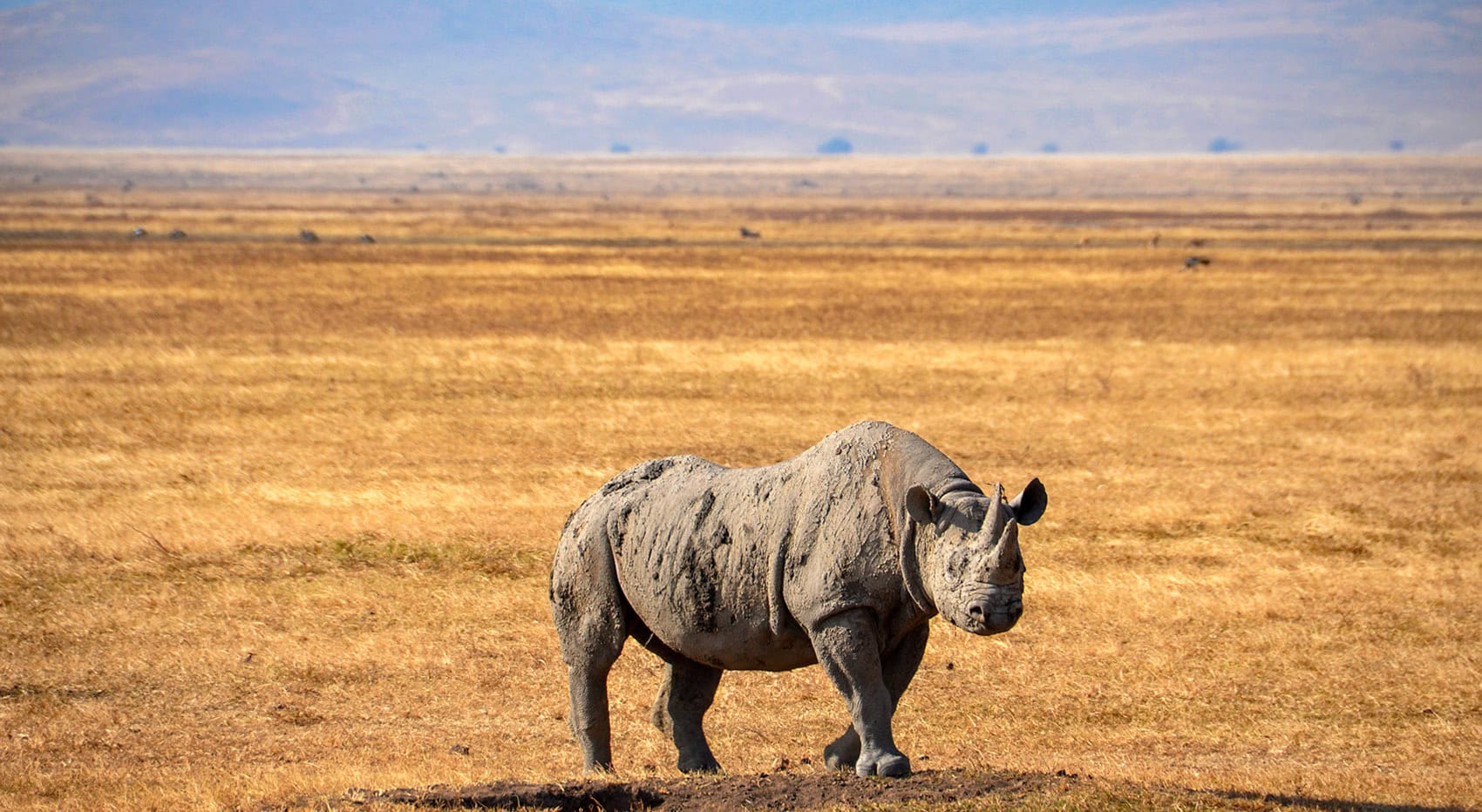 Ein Nashorn voller Schlamm im Ngotongoro Krater in Tansania