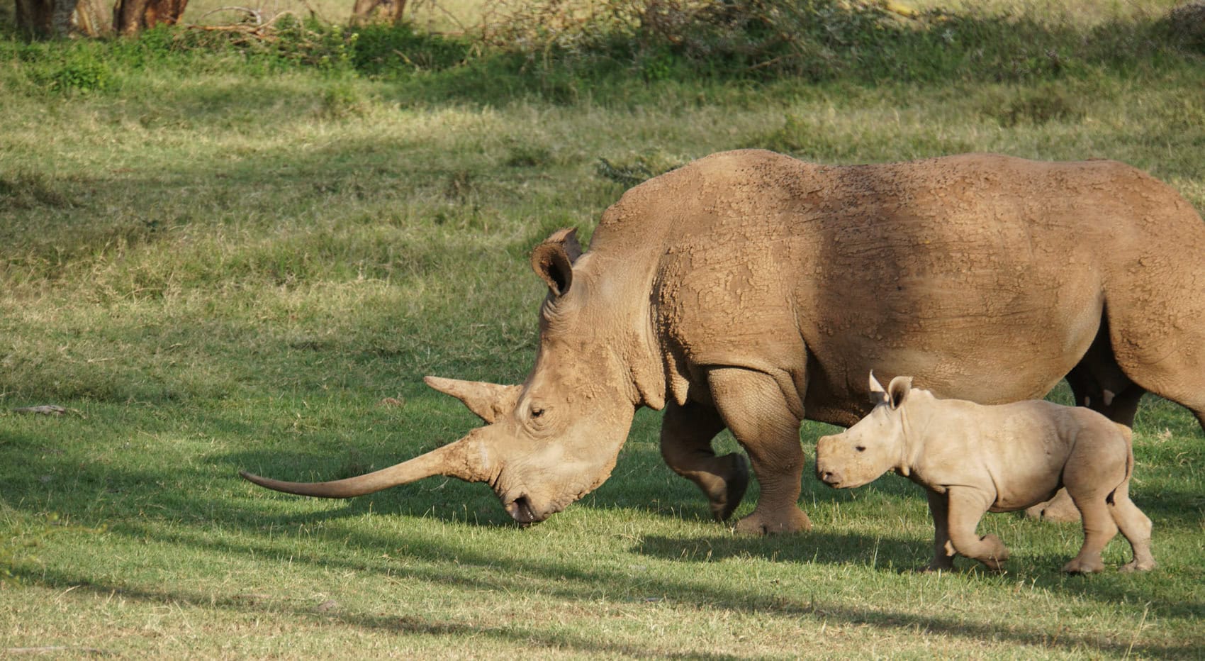 Ein Nashorn mit einem sehr langen Horn, neben ihrem Jungtier auf der Solio Ranch in Kenia. 