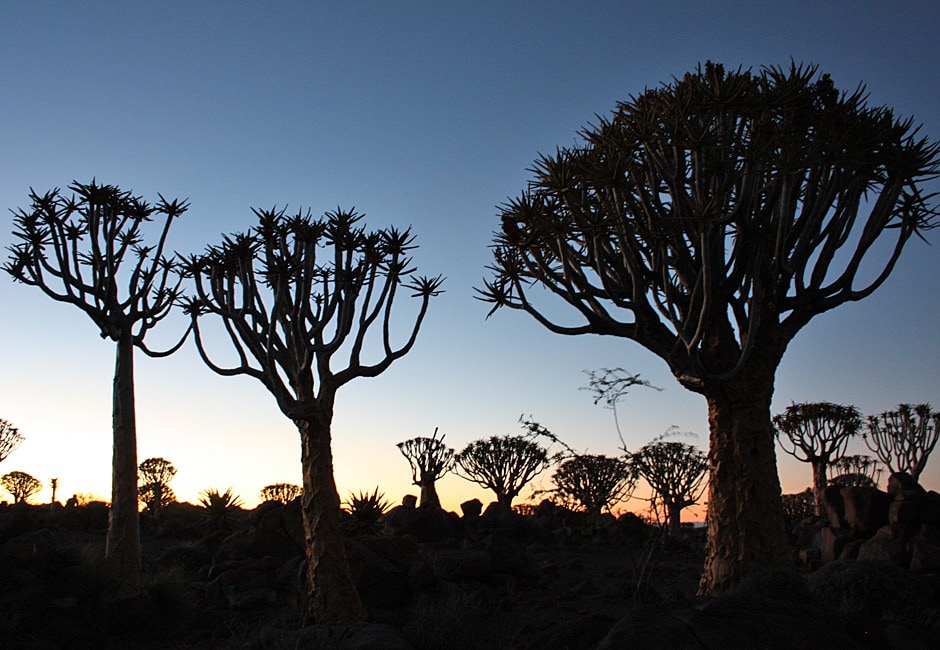 Köcherbaum Namibia