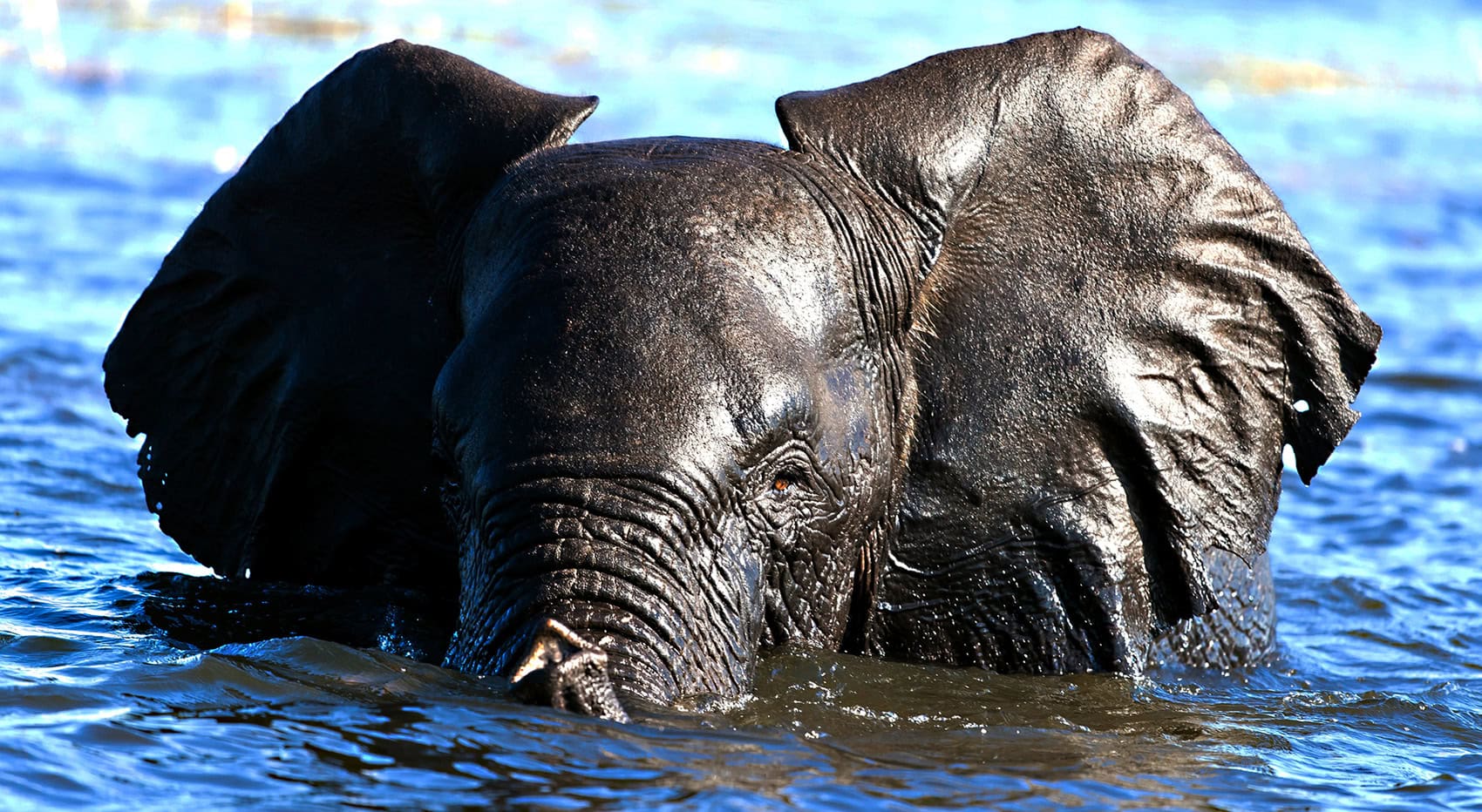 Nahaufnahme eines Elefanten, der im Wasser schwimmt