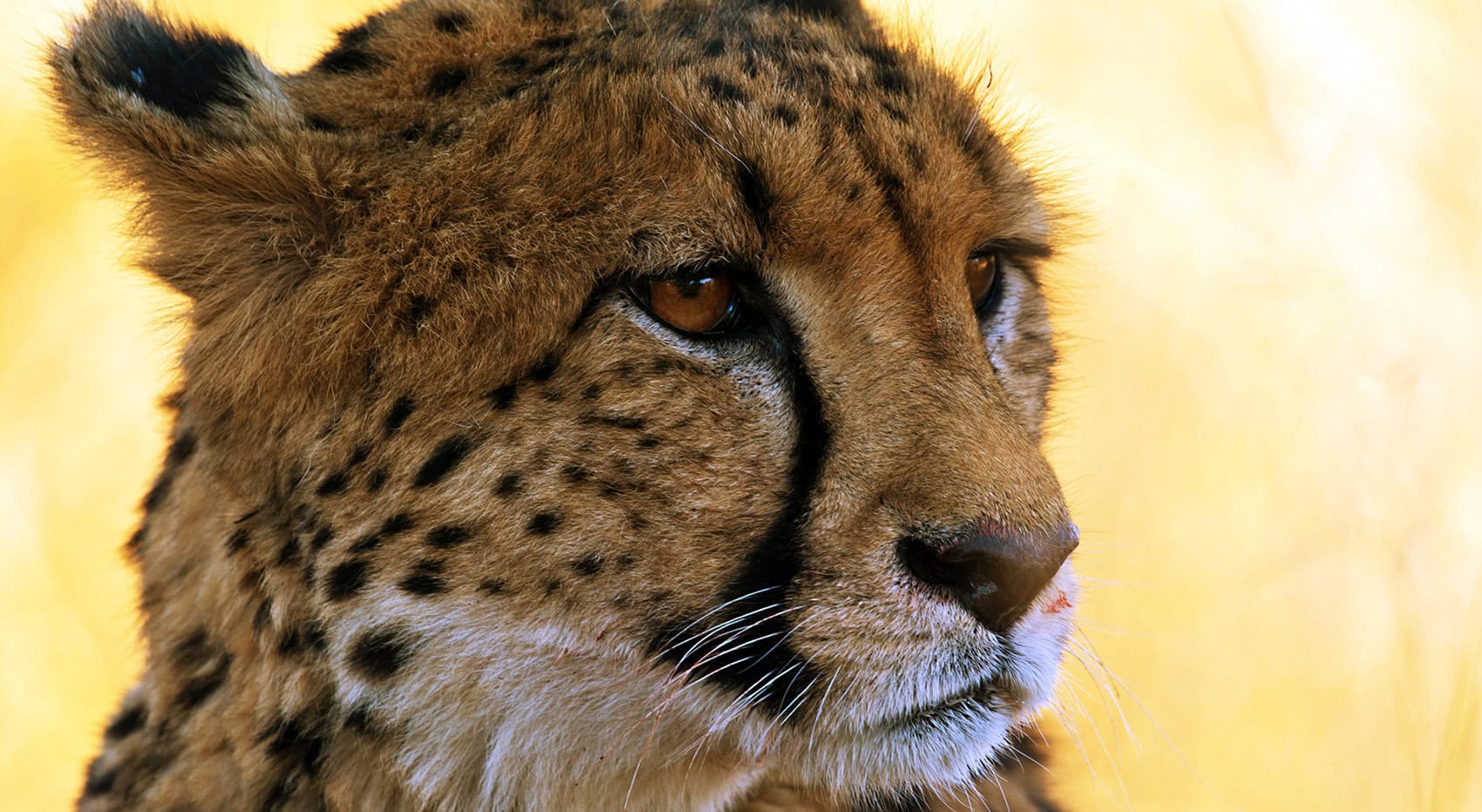 Ein Portrait als Nahaufnahme eines Geparden