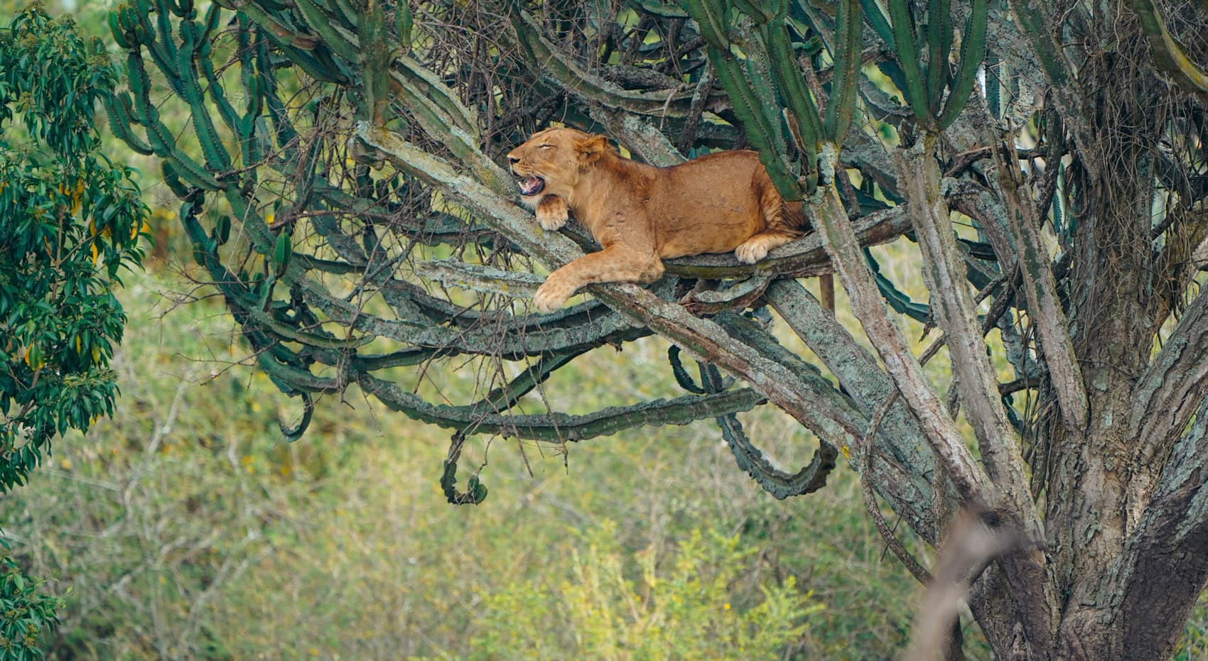 Ein Löwe in einem Kaktus-Wolfsmilch Baum in Uganda. Ein Löwe in einem Kaktus-Wolfsmilch Baum in Uganda.