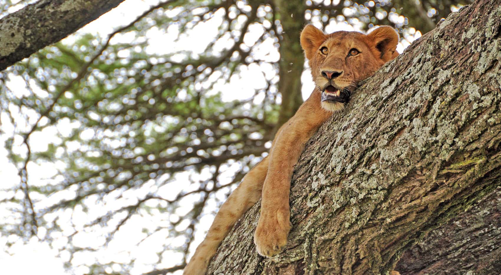 Ein Junglöwe in einem Baum in Tanzania. Ein Junglöwe in einem Baum in Tanzania.