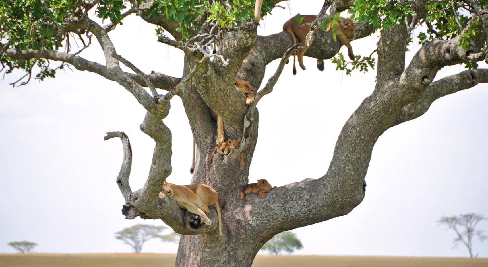 Eine Löwenfamilie die in einem Baum in der Serengeti schläft. Eine Löwenfamilie die in einem Baum in der Serengeti schläft.
