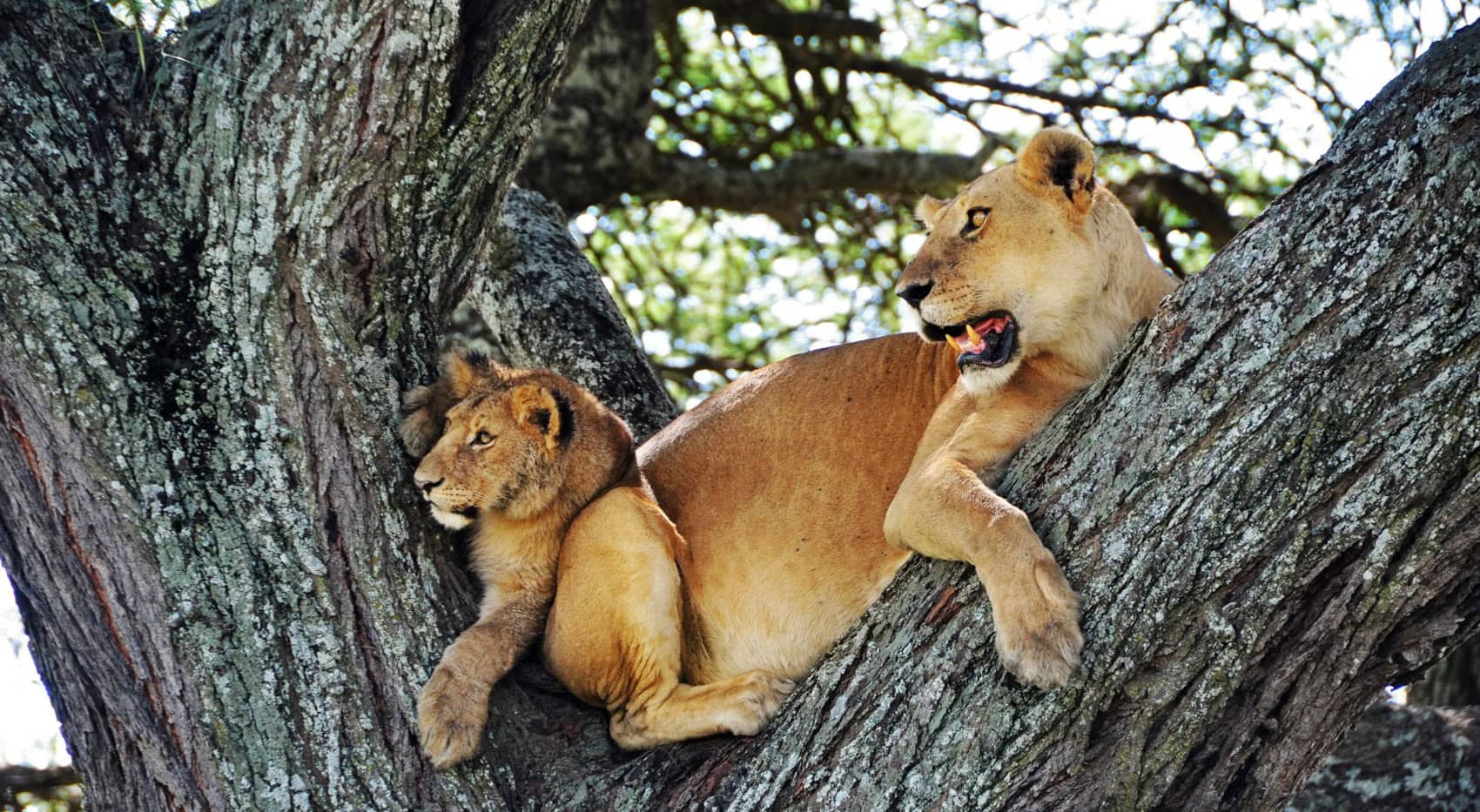 Eine Löwin und ihr junges in einem Baum in der Serengeti. Eine Löwin und ihr junges in einem Baum in der Serengeti.
