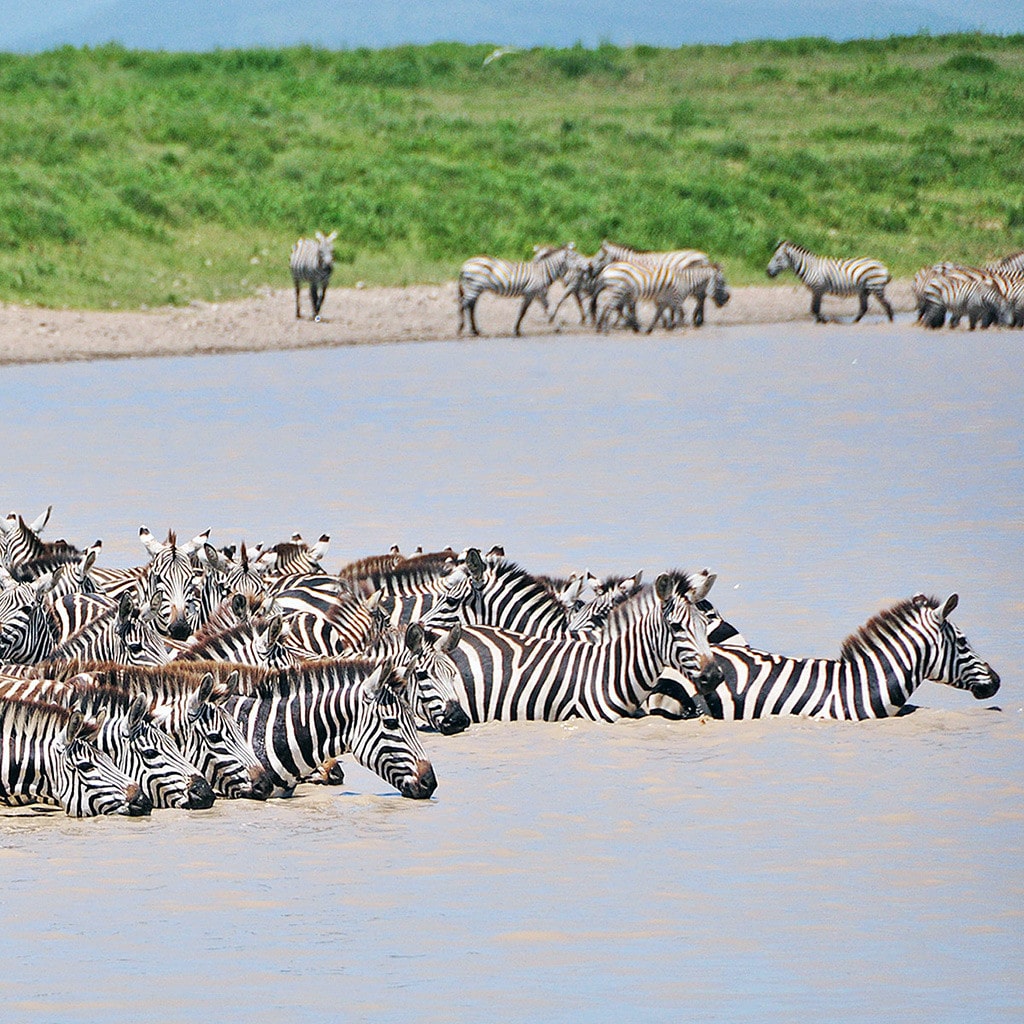 Kenia Safari Highlights