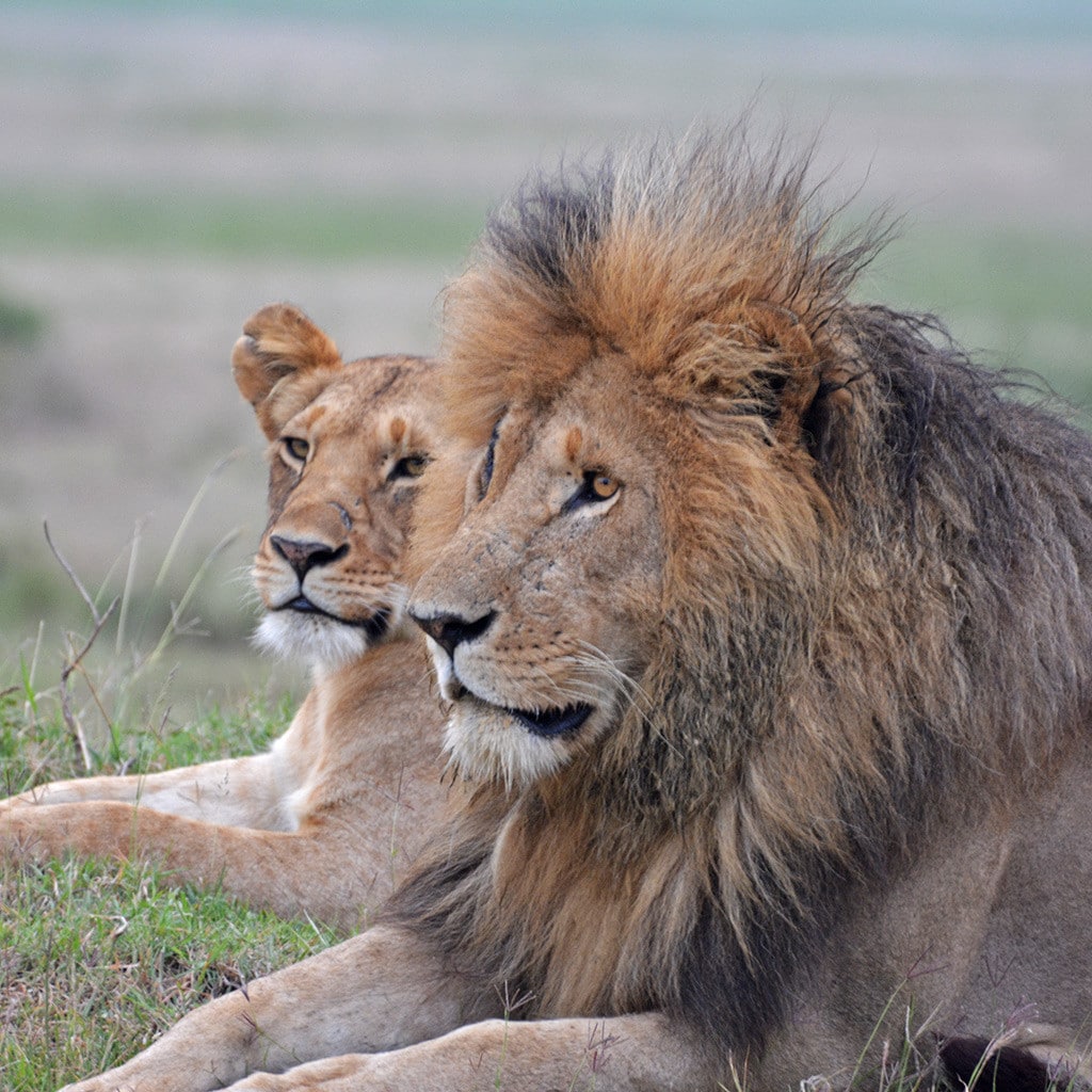 Beste Safari in Kenia Löwen