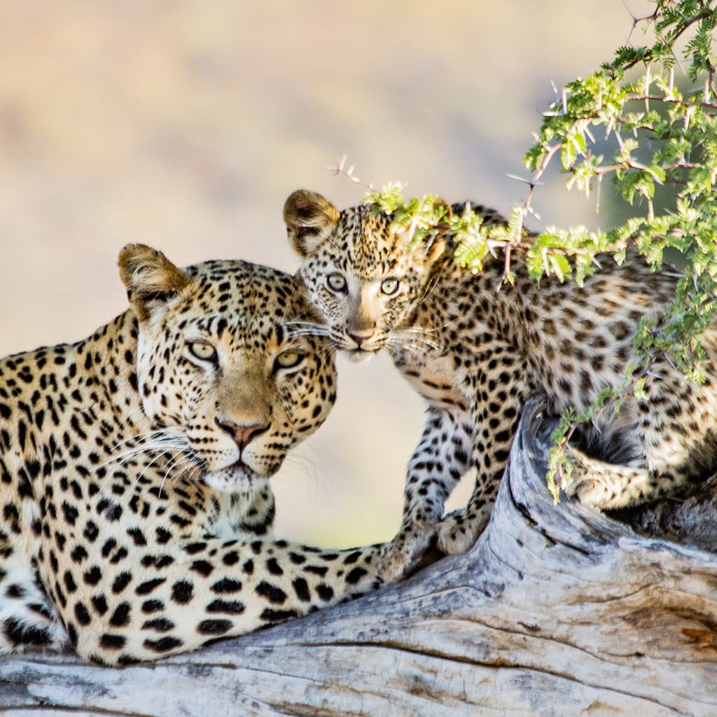 Namibia Selbstfahrer Reise