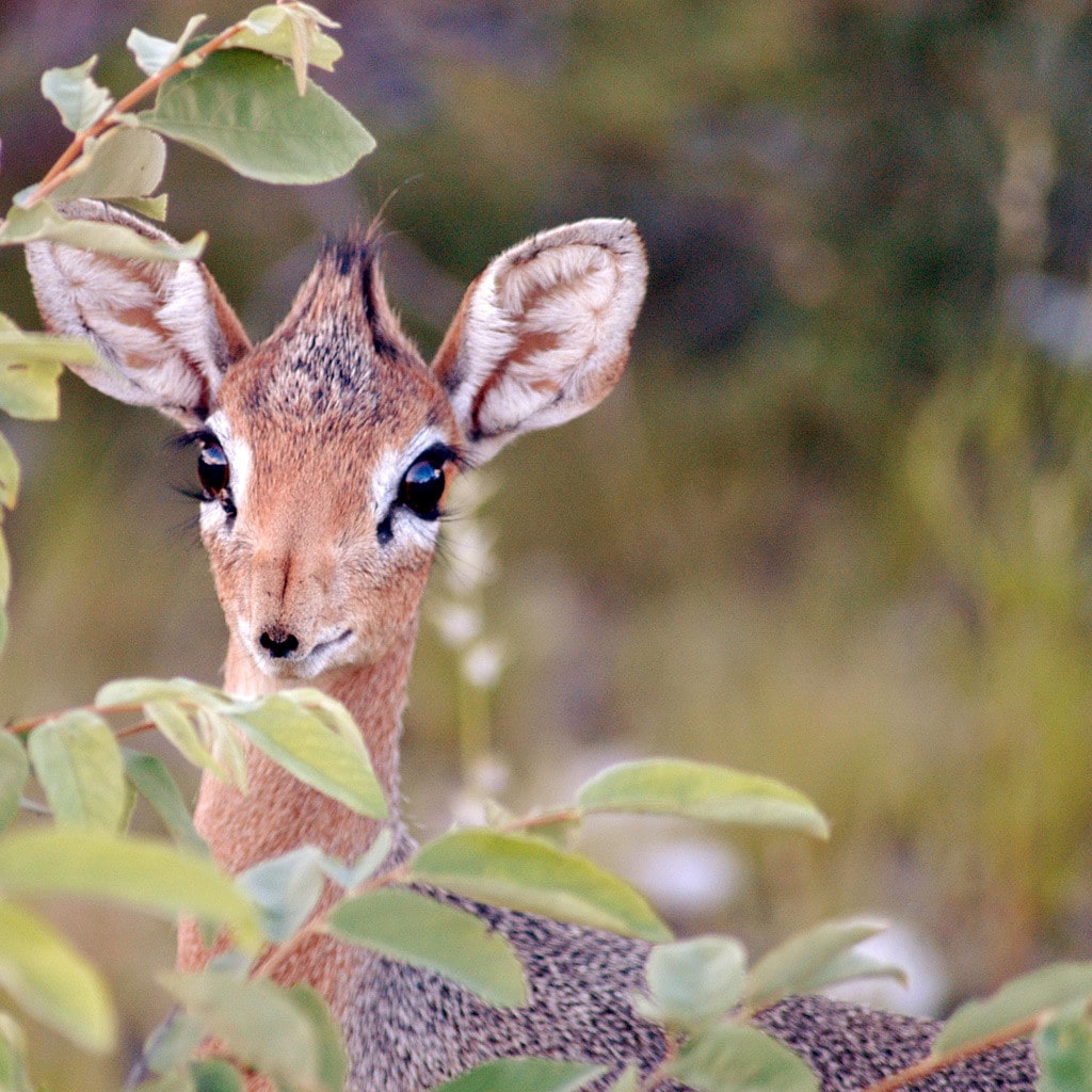 Selbstfahrer Reise Namibia Komfort