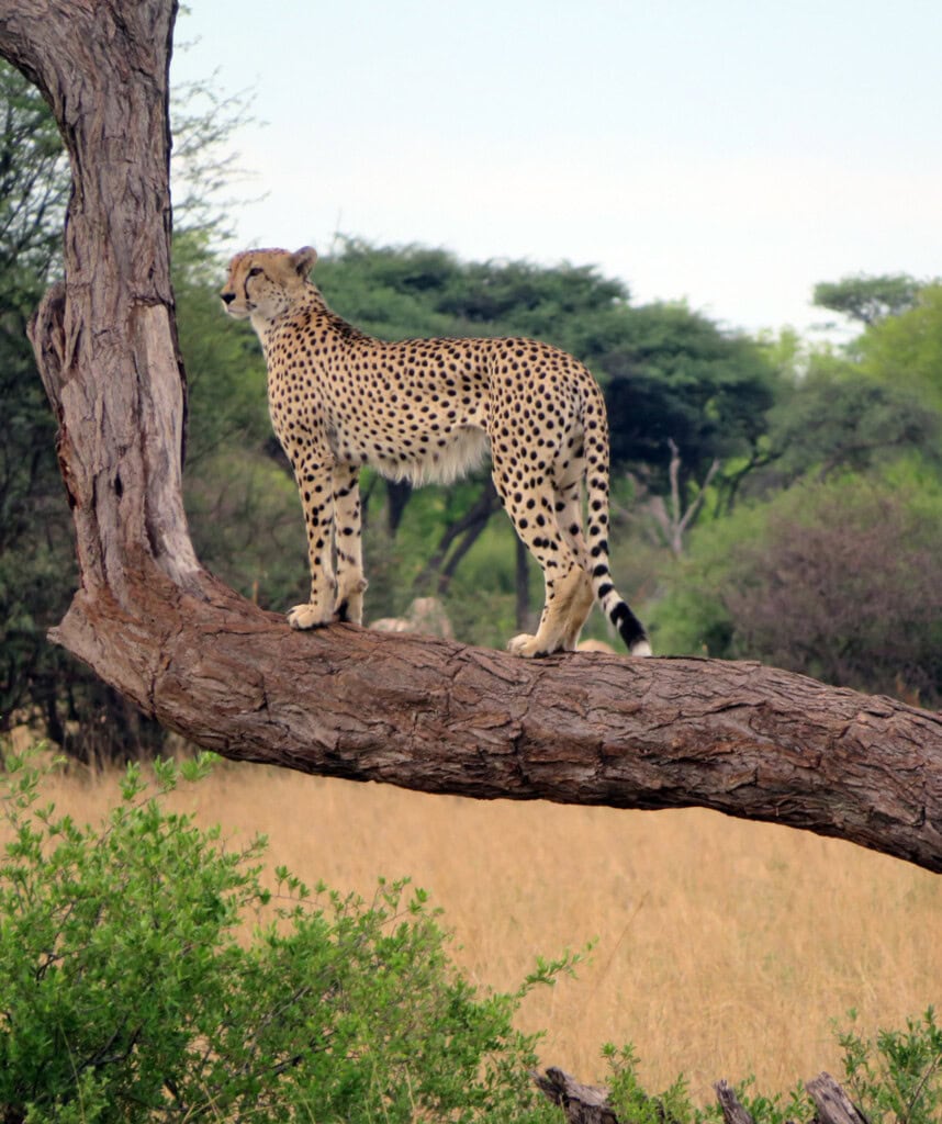Ein Gepard auf einem Baum im Hwange Nationalpark.