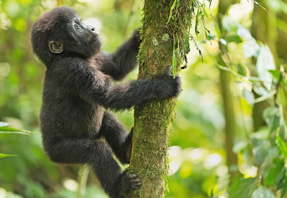 Ein Gorillababy klettert auf einen Baum.
