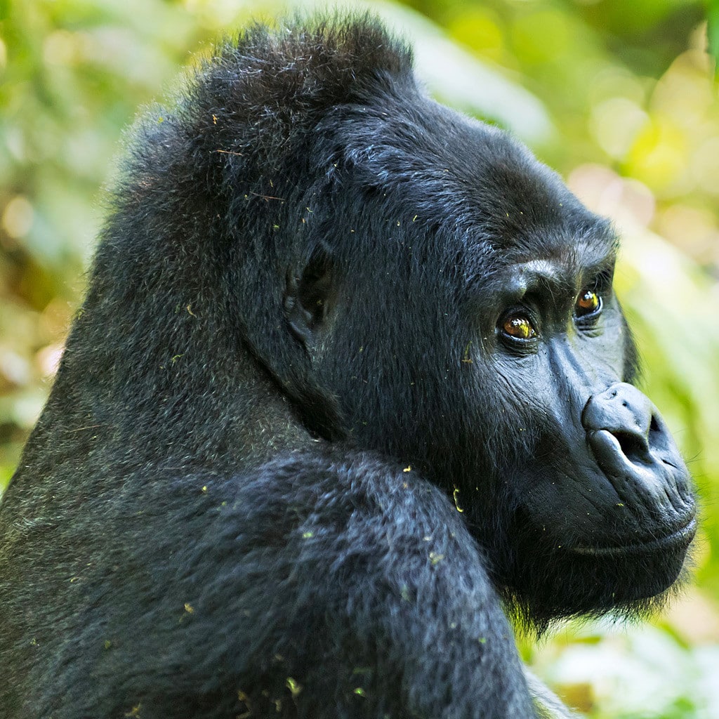 Berggorilla trekking Ruanda