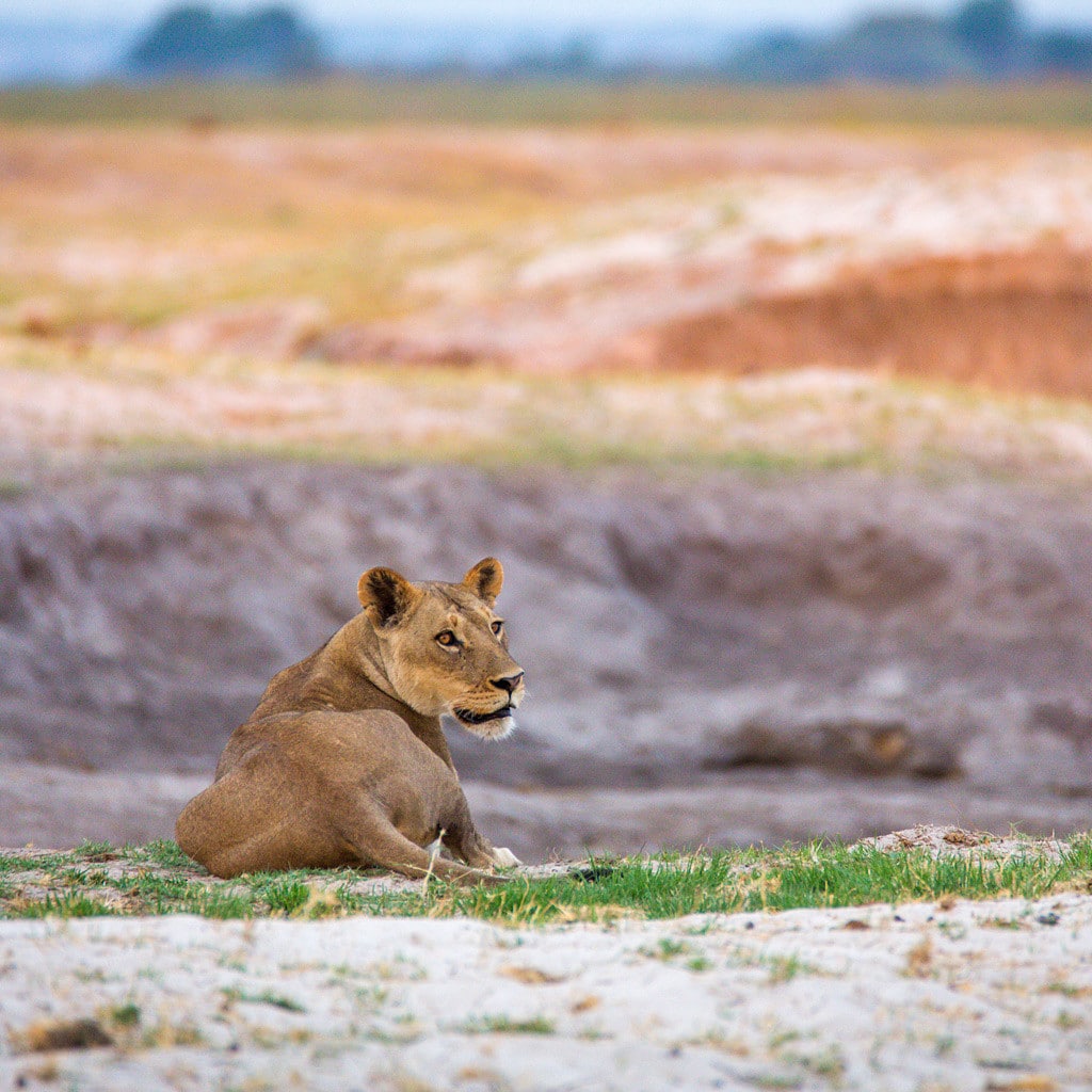 Löwe Botswana Highlights Safari