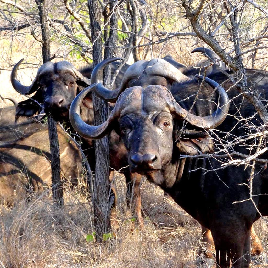 Büffelherde auf Rundreise durch Simbabwe und Botswana