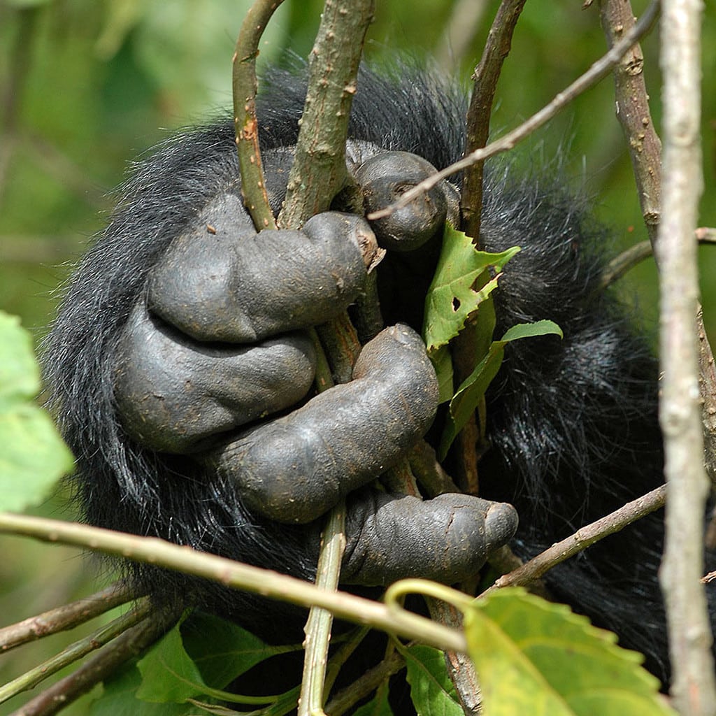 Berggorilla Safari Ruanda