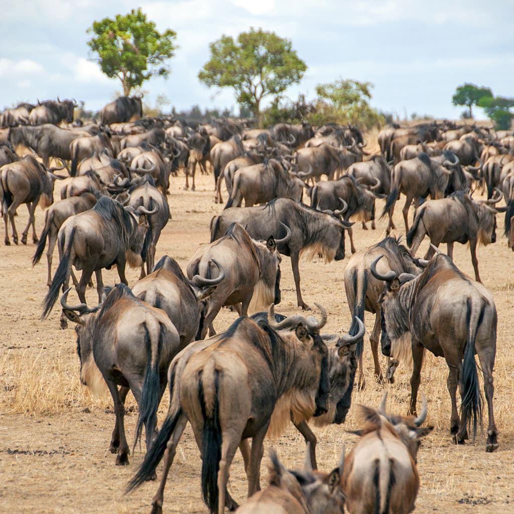 Gnuherde Serengeti und Masai Mara Safari