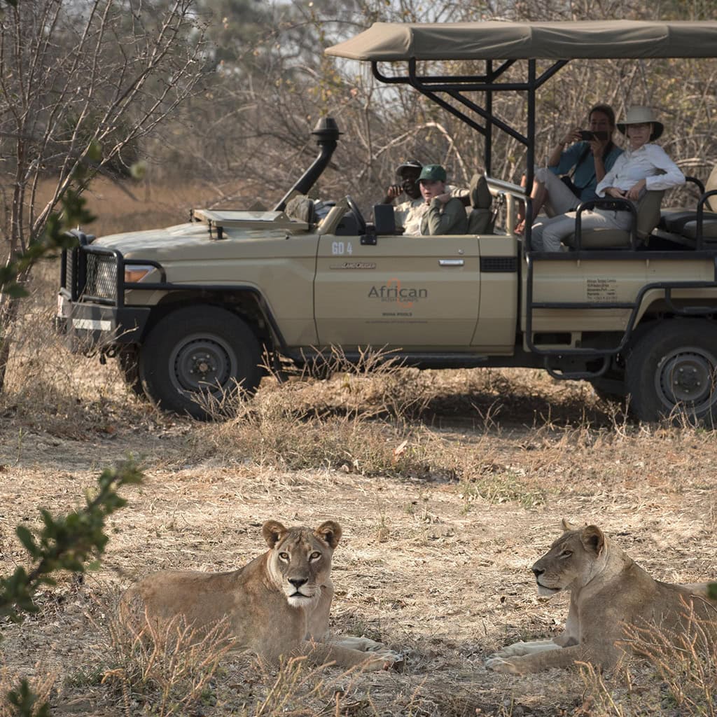 Löwinnen liegen im Gras vor einem Safar-Fahrzeug mit Gästen Kanga Camp Zimbabwe.