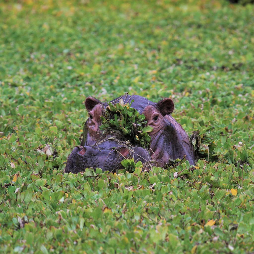 Flusspferd zwischen Seerosen im Kanga Camp Zimbabwe.