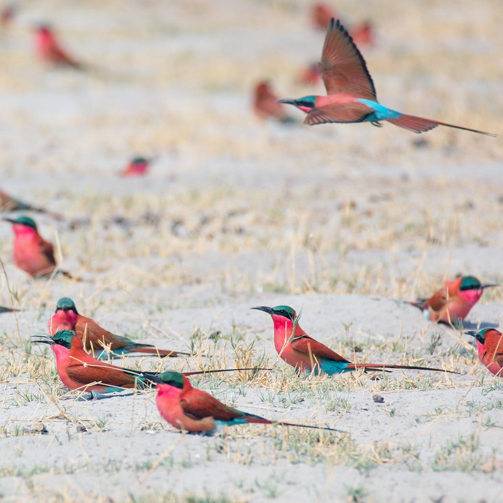 Vogelsichtung auf Botswana Highlights Camping Reise