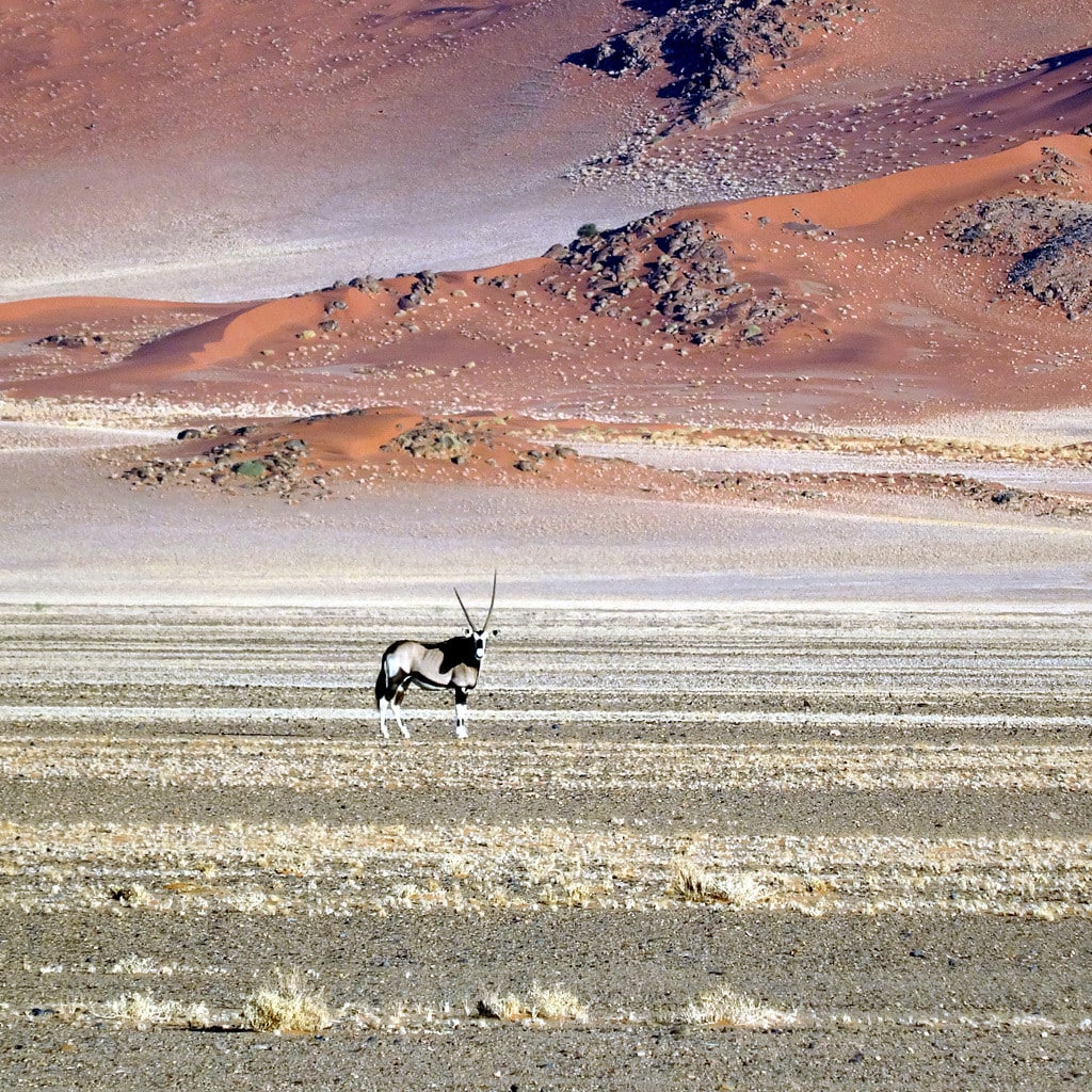 Oryxantilope in der Namib Wüste in Namibia auf Gruppenreisen und Rundreisen
