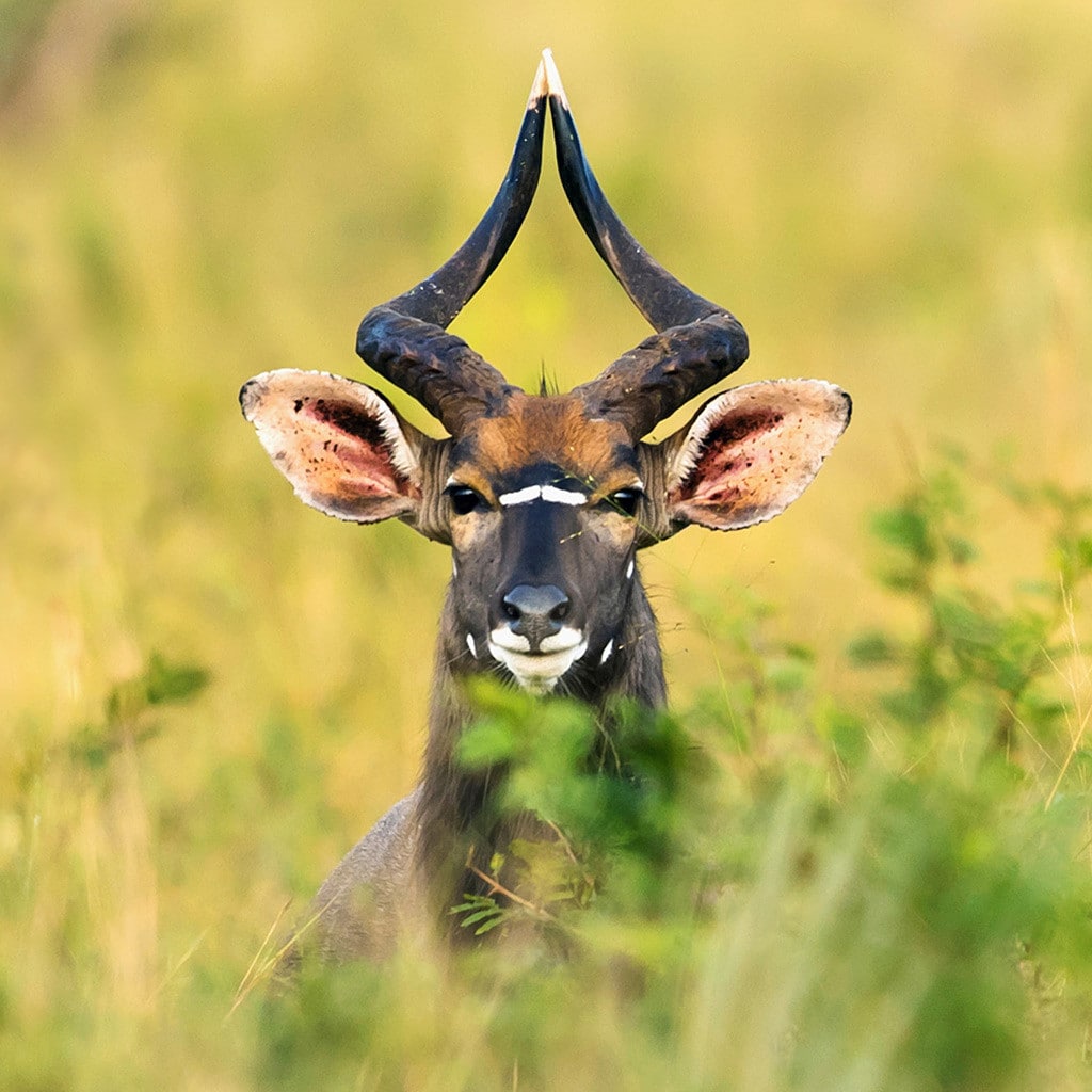 Pirschfahrt als Teil einer Mietwagenrundreise