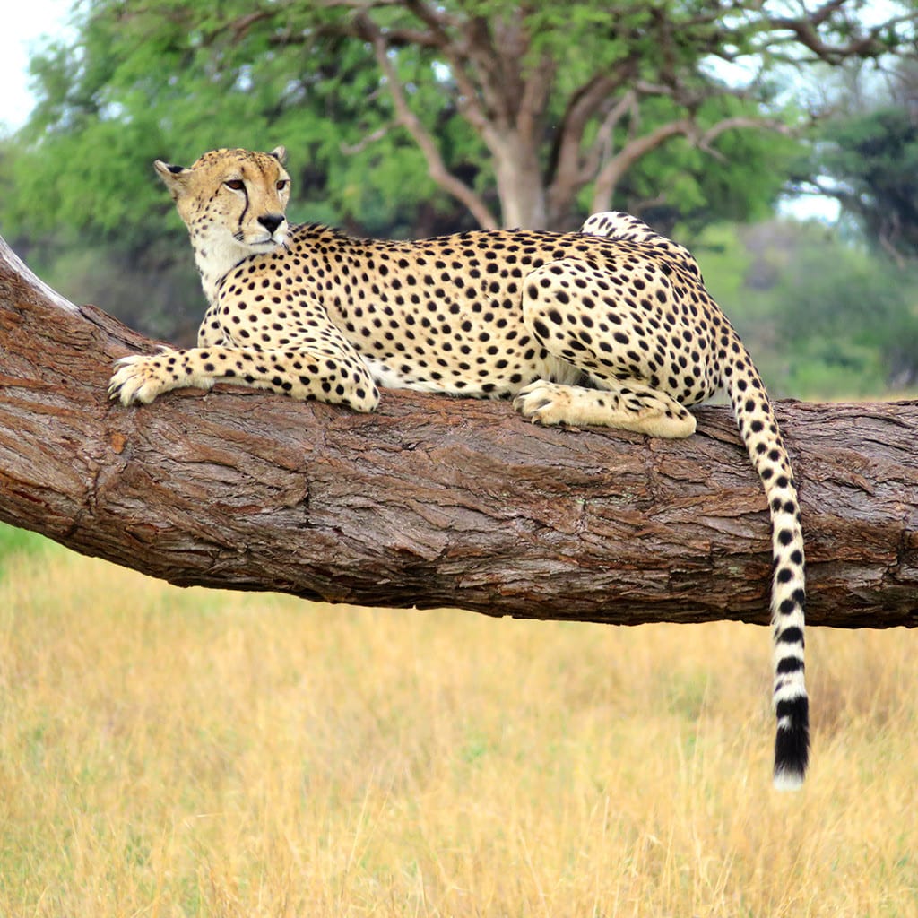 Simbabwe Mietwagenreise Selbstfahrer