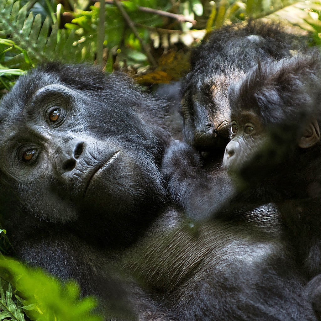 Berggorilla Trekking Ruanda