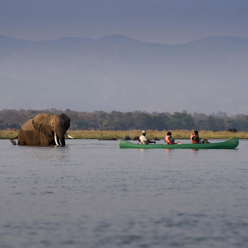 Elefant vor einem Kanu im Zambezi River Zimbabwe.