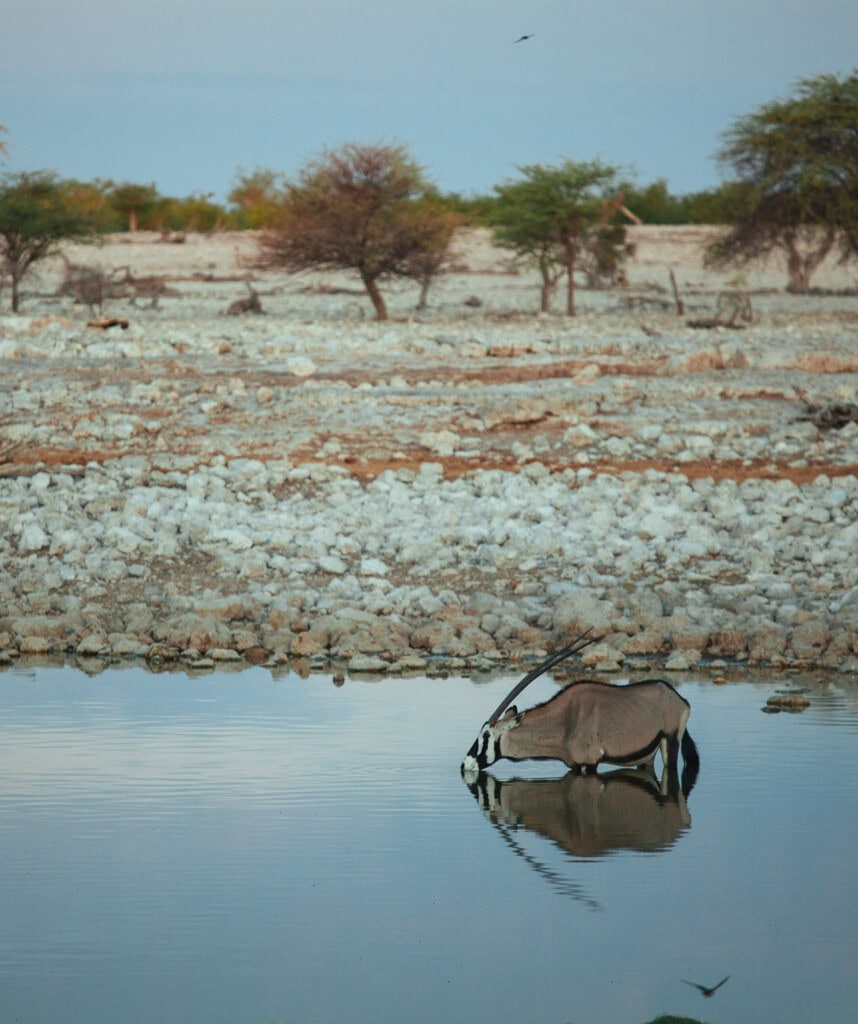 Ein Oryx beim trinken an einem Wasserloch im Etosha Nationalpark