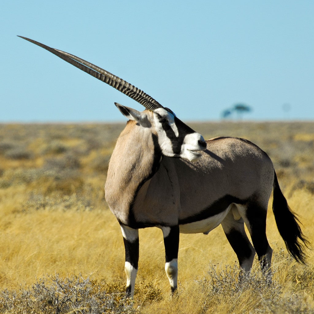 Oryx-Antilope auf Pirschfahrt von Südafrika bis zu den Viktoriafällen