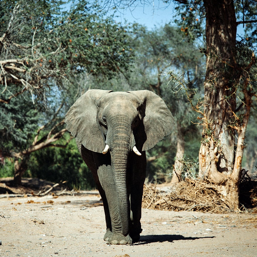 Wüstenelefant Gruppenreisen Rundreisen Namibia