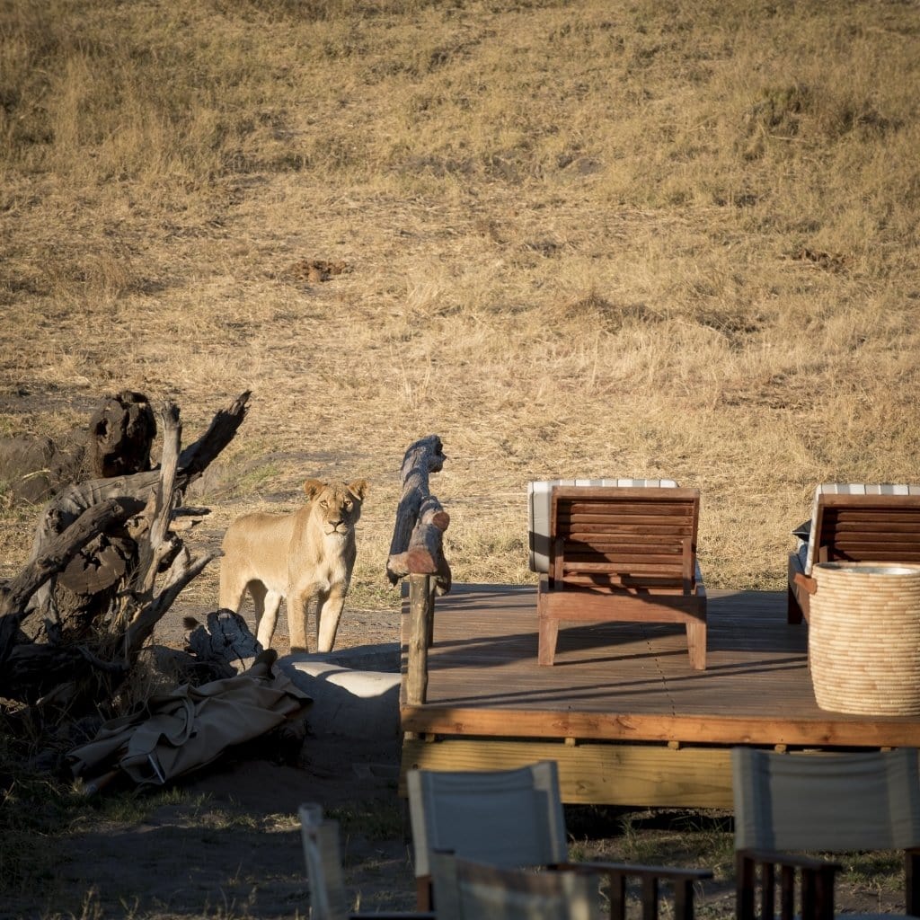 Löwin auf der Terrasse des Somalisa Expedition Camp.
