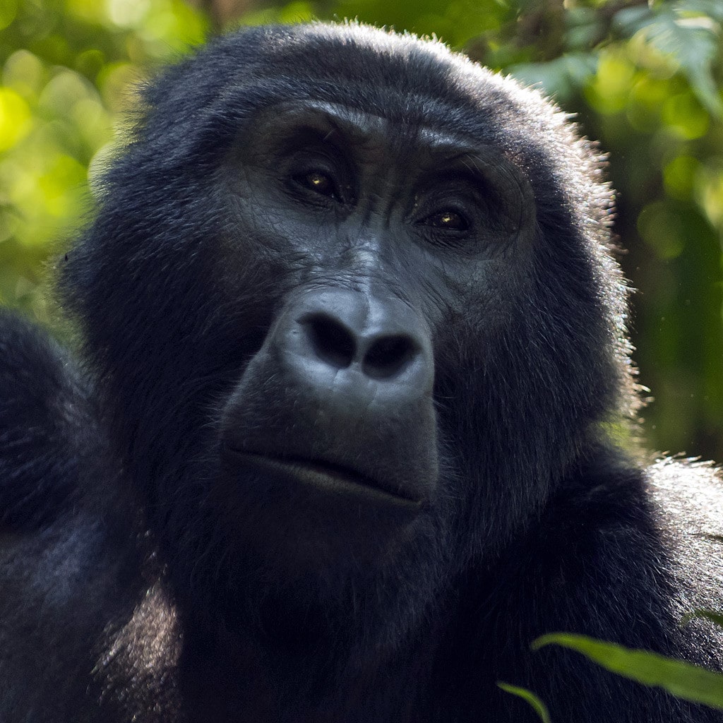 Berggorilla freilebend