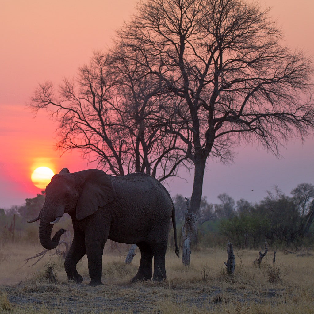 Botswana Highlights Elefant im Sonnenuntergang