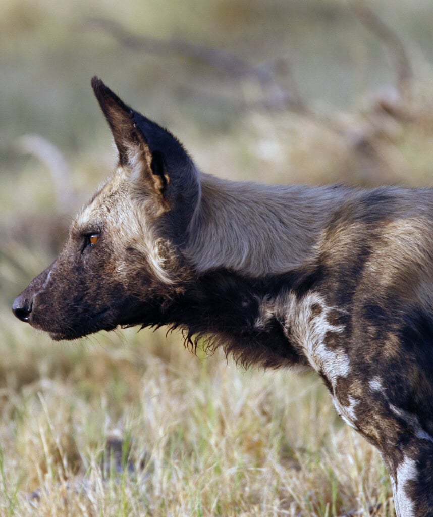 Ein Wildhund in Savuti in Botswana
