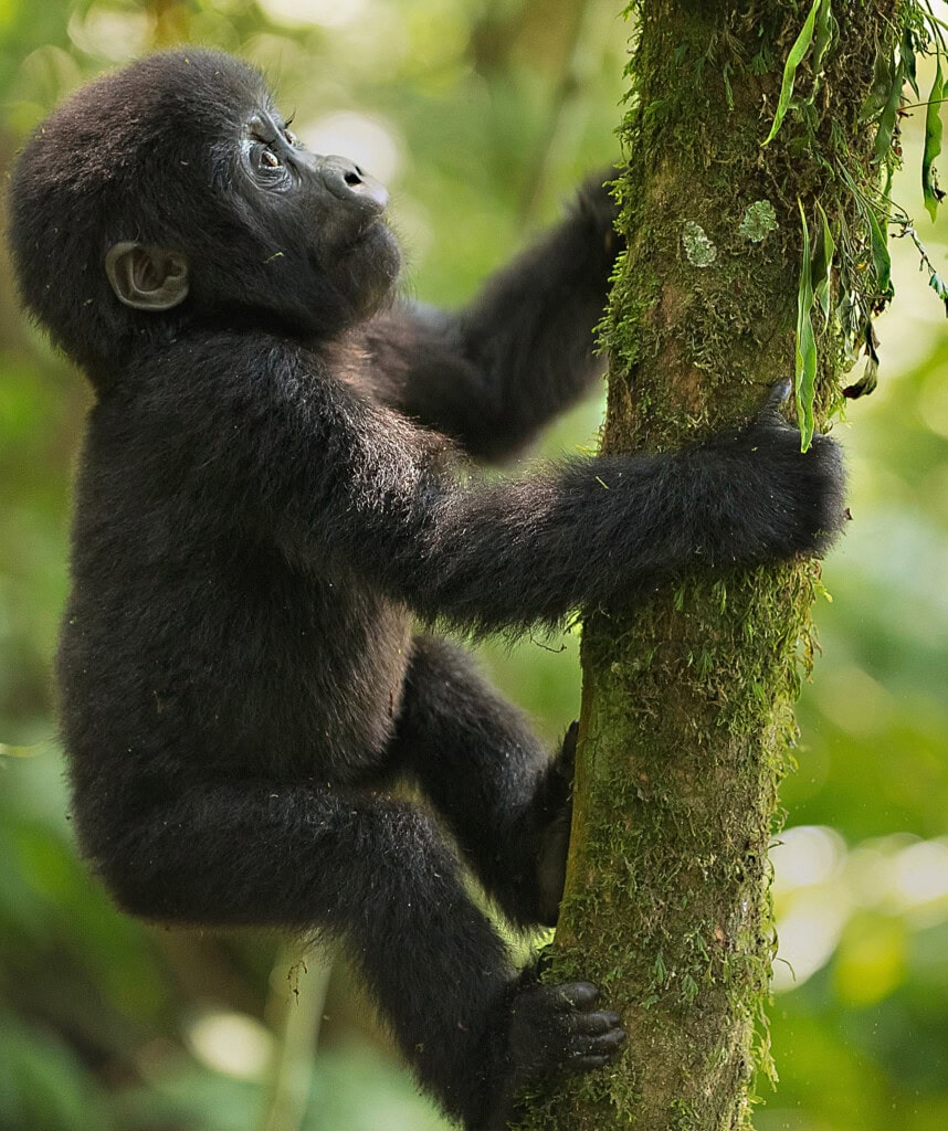 Ein Gorillababy an einem Baum.