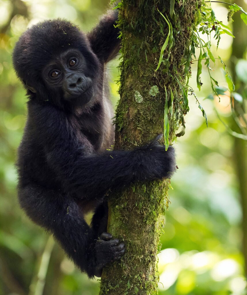 Ein Gorilla Baby am Baum in Uganda.