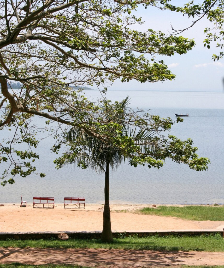 Ein Baum am Strand des Lake Victoria in Uganda.