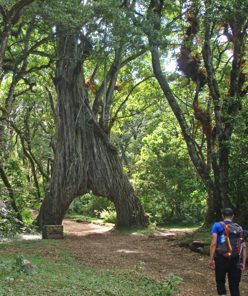 Ein Tourist geht auf einen beeindruckenden Baum im Arusha Nationalpark zu.