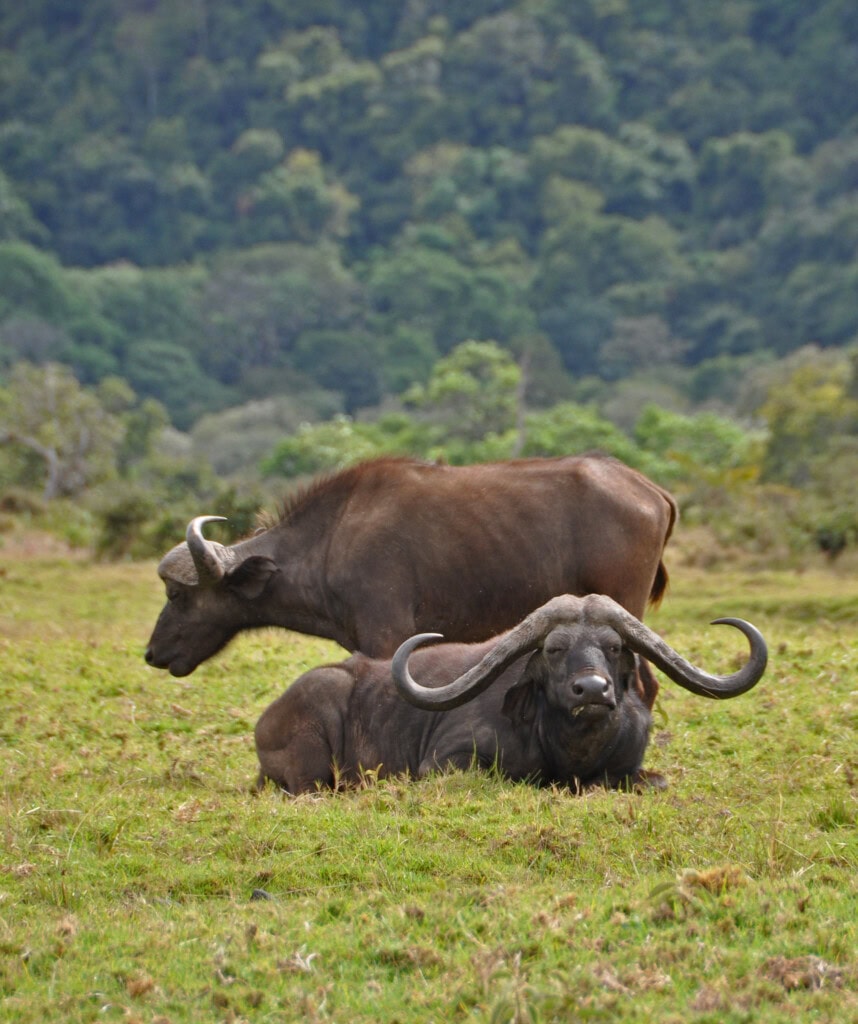 Büffel im Arusha Nationalpark am Fuße des Mt Meru.
