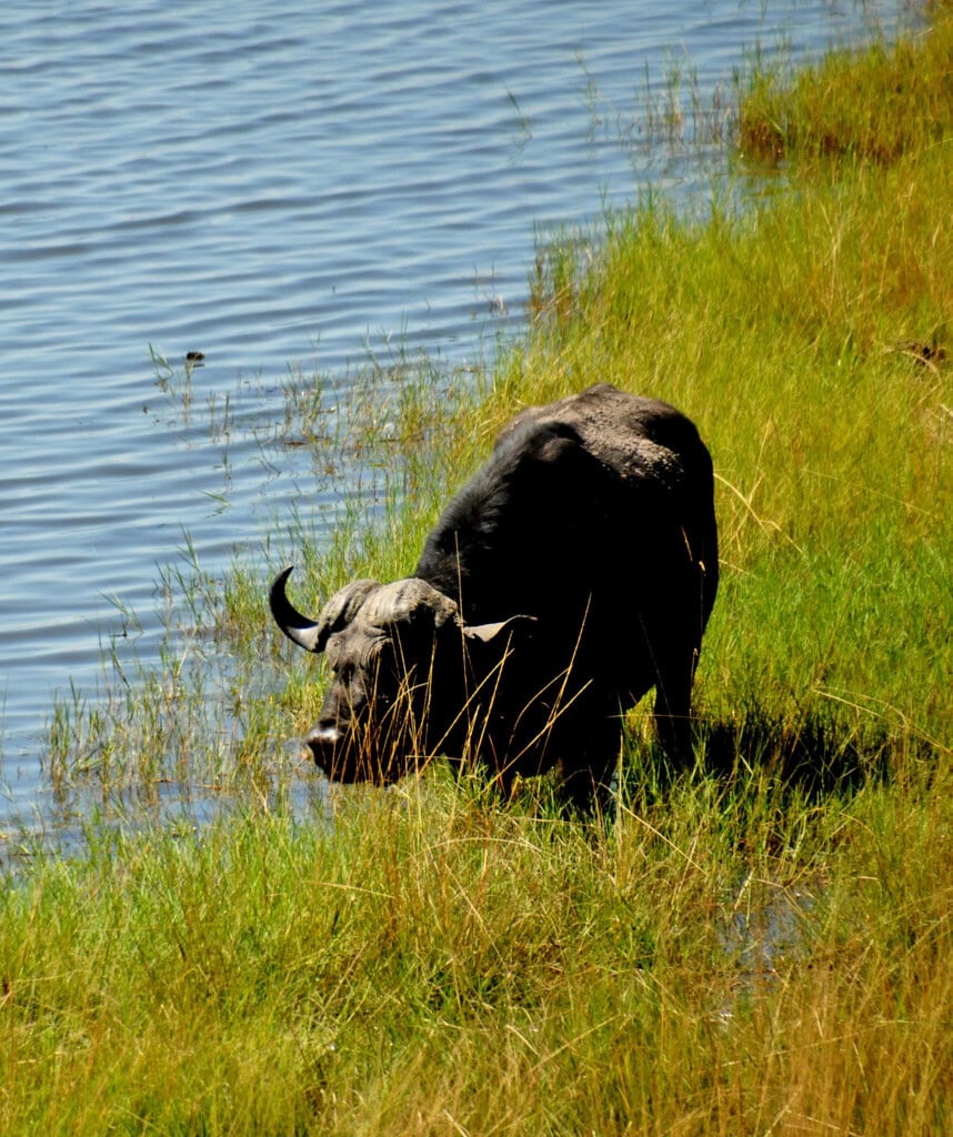 Ein Büffel im Wasser im Moremi Game Reserve in Botswana.